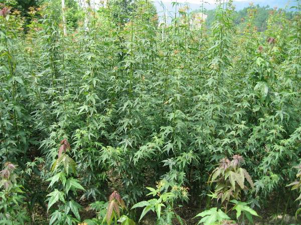 鸡爪槭小苗大量预定中\江苏鸡爪槭小苗价格-青村苗圃 