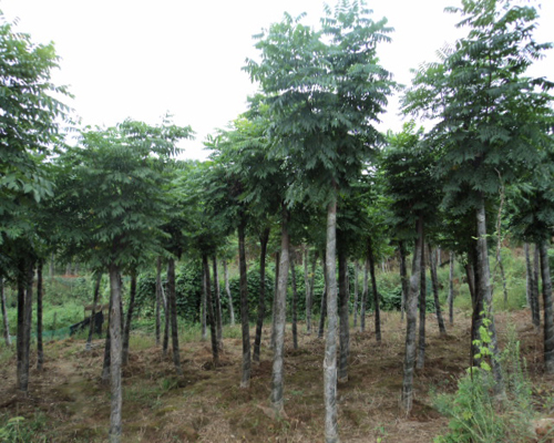 全国批发朴树|供应全国朴树|供应朴树 