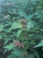 供应三角枫小苗|江苏省三角枫小苗种植基地 