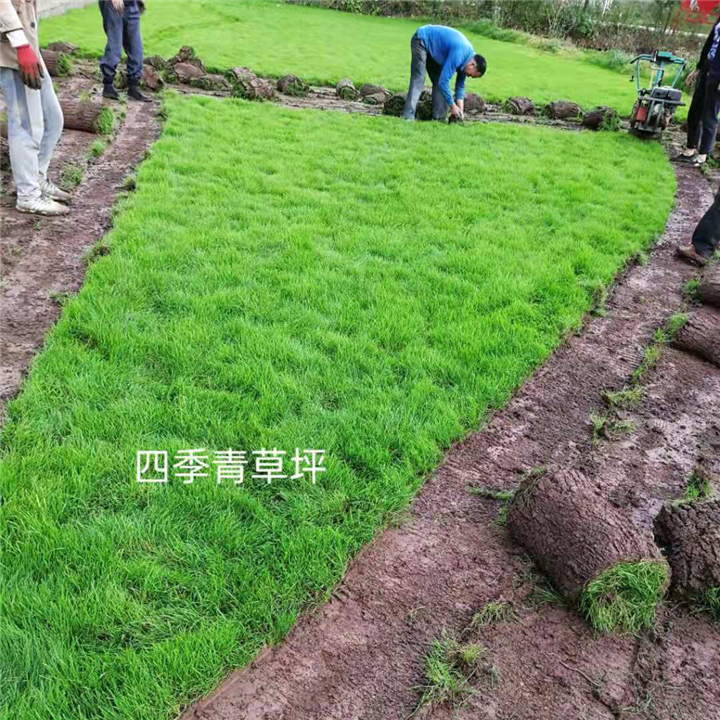 云南草坪云南四季青草皮草皮种植基地