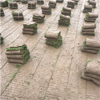 云南诺品草坪种植基地云南草坪
