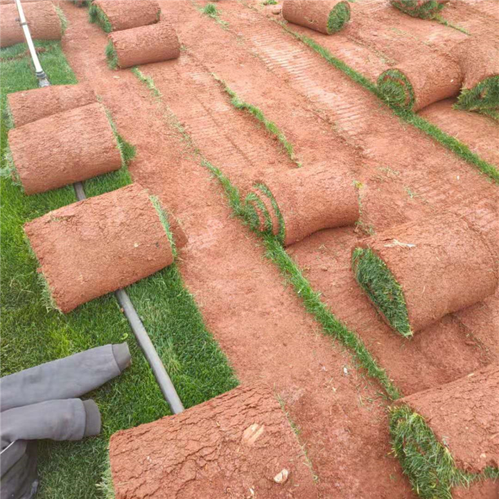 云南诺品草坪种植基地有限公司云南草皮
