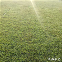 昆明剪股颖草坪昆明草皮云南诺品草坪种植基地