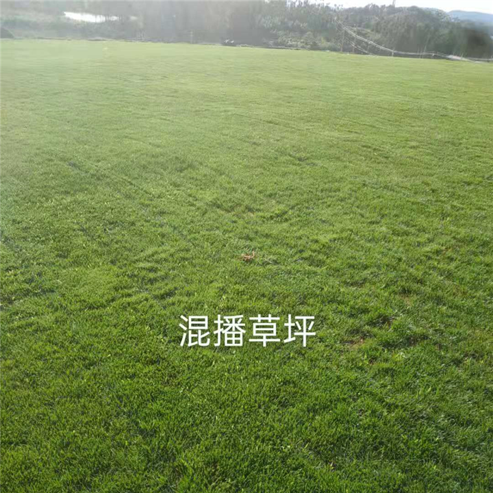 昆明混播草坪昆明草皮草皮种植基地