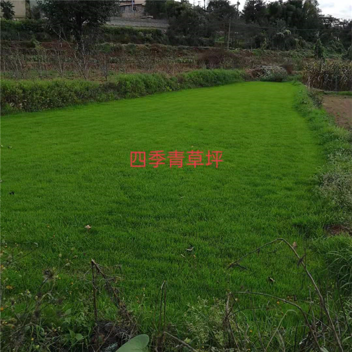 昆明草坪昆明四季青草皮昆明草皮云南诺品草坪种植基地
