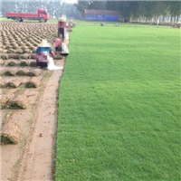 昆明草皮基地电话昆明卖草皮的联系方式