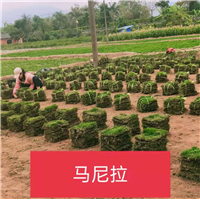 昆明草皮昆明马尼拉草坪诺品草皮基地