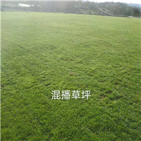 昆明混播草坪昆明草皮草皮种植基地