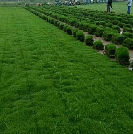 昆明草坪昆明四季青草皮基地