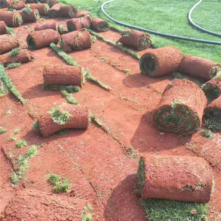 云南哪里有绿化草皮昆明诺品草皮种植基地