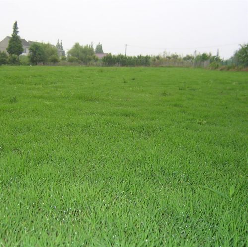 昆明哪里有草皮昆明绿化草皮基地昆明草皮