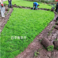 云南草坪云南四季青草皮草皮种植基地