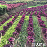 贵州苗木红花继木 