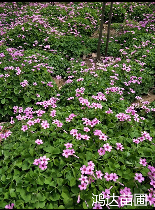 红花草贵州鸿达苗木 