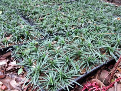 贵州玉龙草*玉龙草批发*玉龙草供应
