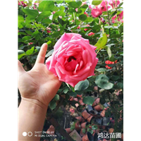 贵州月季花 