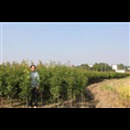 江西楠木苗批发网 