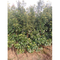 江西楠木苗供应