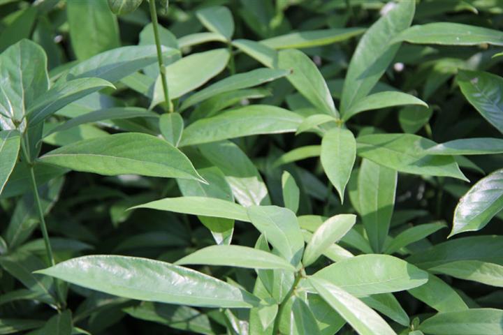 湖南金丝楠木苗，供应湖南金丝楠木小苗 