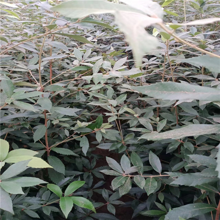 江苏赤皮青冈苗哪个季节移植好