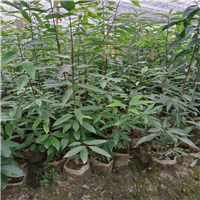福建青冈栎种植技术