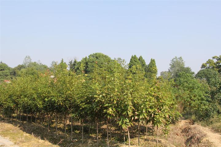 楠木苗价格低 