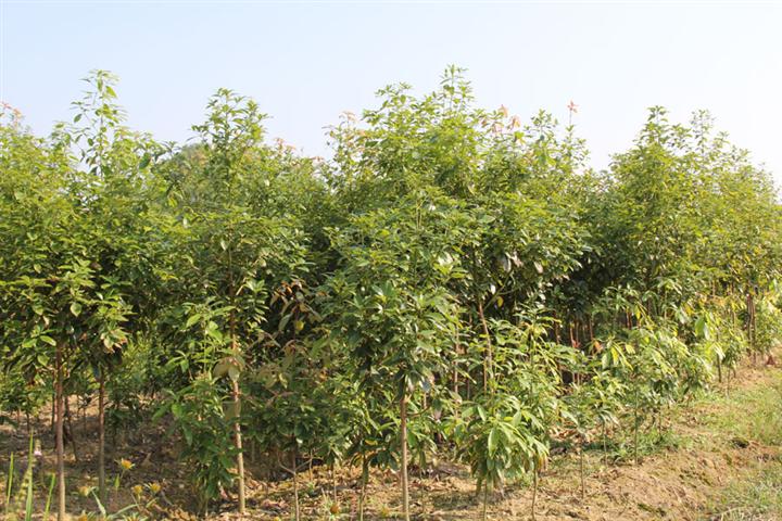 自产自销楠木苗，江西楠木小苗基地 