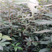 江苏赤皮青冈苗怎么种植