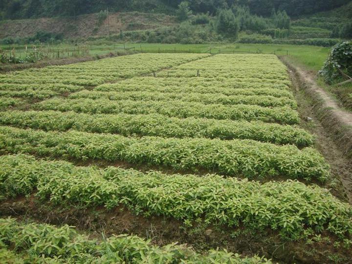 低价供应楠木苗|优质楠木苗|湖南楠木苗|湖南楠木小苗 