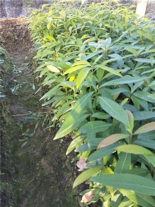 江西刨花楠苗木