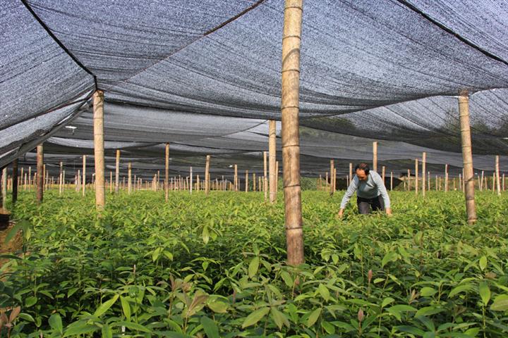 供应江西楠木苗基地 