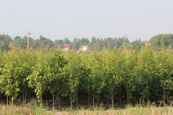 湖南金丝楠木苗价格 