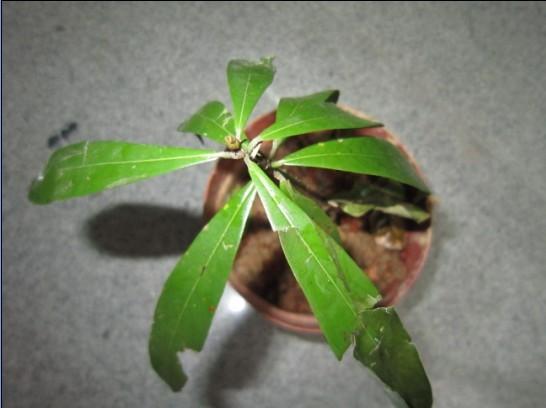 低价供应湖南楠木苗|湖南楠木苗价格