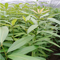 湖南刨花楠苗的社会价值
