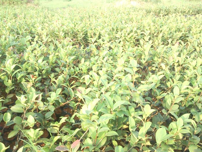 嫁接油茶苗木·江西嫁接油茶·江西嫁接油茶苗木·江西嫁接油茶价格