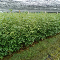 江西金丝楠木苗种植方法