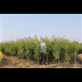 湖南楠木苗供应网 
