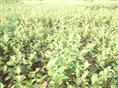 嫁接油茶苗木·江西嫁接油茶·江西嫁接油茶苗木·江西嫁接油茶价格