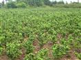 吉安苗木|吉安枫香苗木|吉安枫香苗木价格|吉安枫香苗木基地