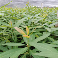 江苏刨花楠苗实用价值