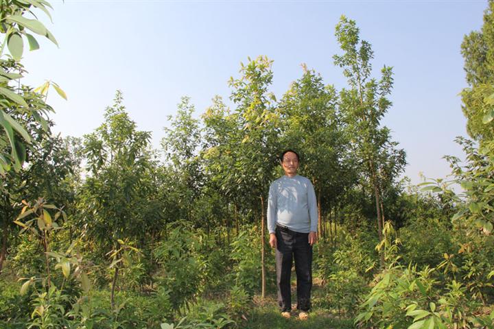 江西楠木苗，供应湖南楠木苗， 