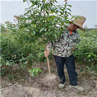 湖南楠木大杯苗怎么管理