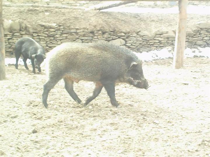 四川野猪种猪丨四川野猪丨销售四川野猪