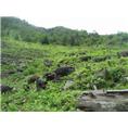 藏猪养殖场、藏猪养殖基地