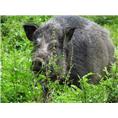 藏猪养殖、藏猪养殖场、藏猪养殖基地