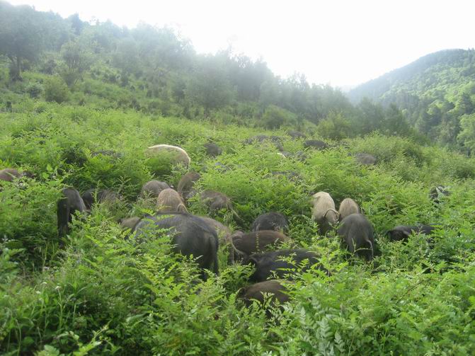 藏猪养殖场、藏猪养殖基地