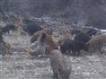 四川野猪种猪丨四川野猪丨四川野猪价值