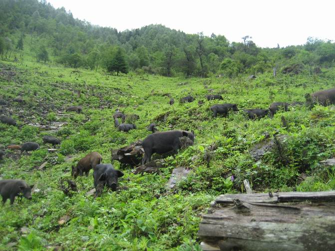 藏猪养殖基地、四川藏猪养殖