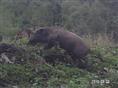 四川野猪丨纯生态野猪丨销售四川野猪