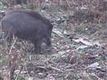 四川生态野猪丨纯生态野猪丨供应原生态野猪